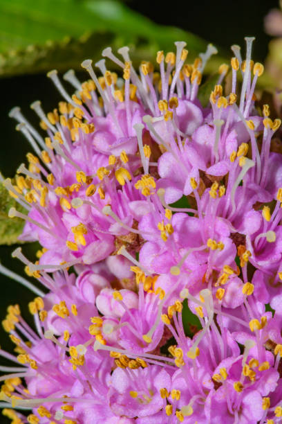 istock Macro close-up pink flowers with yellow stamens 1488744929
