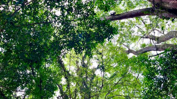 istock Natural Green Leaves on the trees against sunlight 1488746757