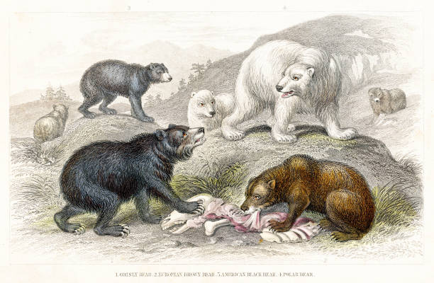 A History of the Earth and Animated Nature by Oliver Goldsmith 1840