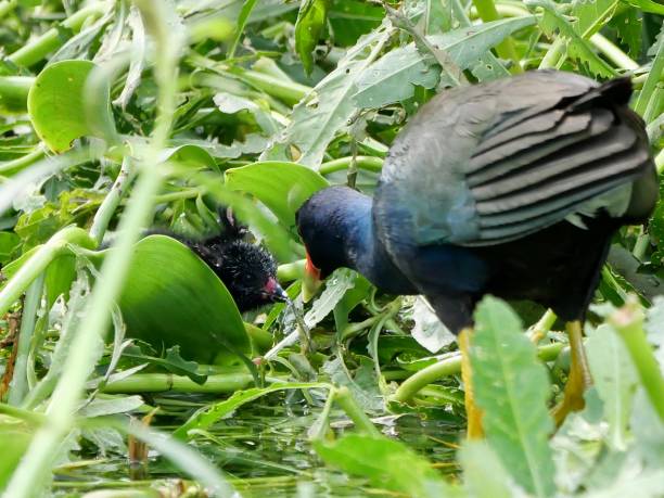 istock Purple gallinule feeding chick 1488750592