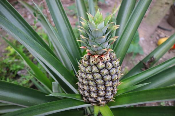 istock Unripe Green Pineapple fruit still attach on a plant. Pineapple plant. 1488750610