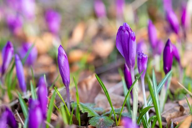 istock Beautiful purple crocuses in the field 1488752788