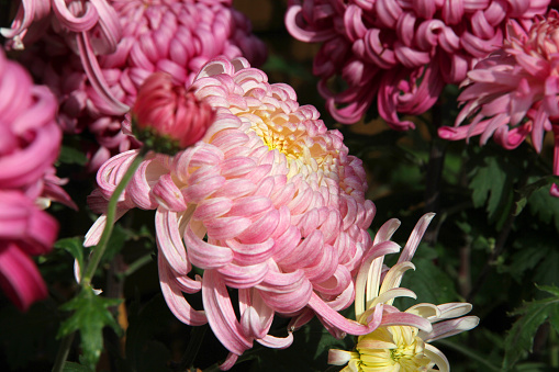 Blossom beige dahlia flower on a summer sunny day macro photography. Garden dahlia with light yellow petals in the sunlight close-up photography.