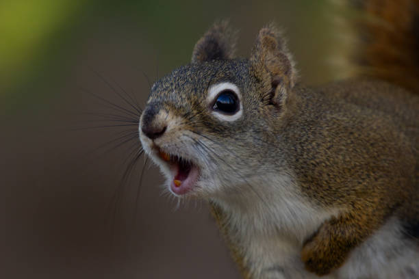 istock American red squirrel is barking and screaming in spring in the forest. 1488754352