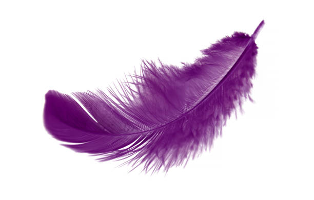 istock Purple Feather Isolated on White Background 1488754908
