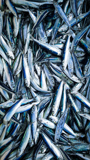 Pile of fresh sardines in the traditional fish market in Labuan Bajo, Indonesia