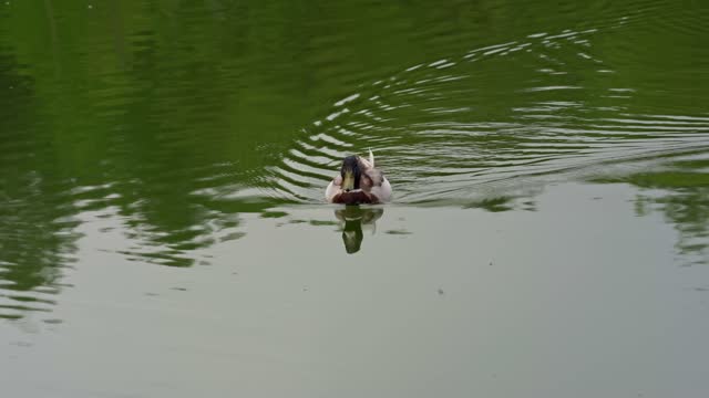 Duck swimming on pond at park of Swiss town.