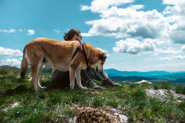 istock Having a good time in nature with dogs 1488756728