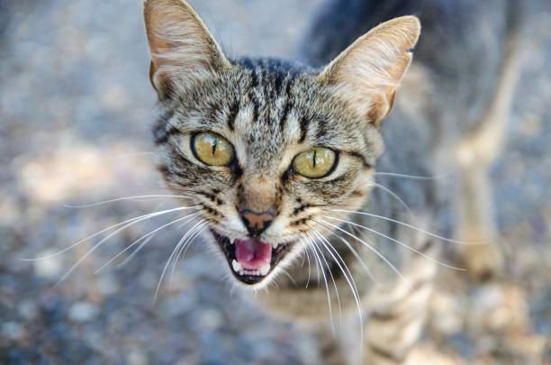 istock Portrait of an Angry Stray Cat 1488759401