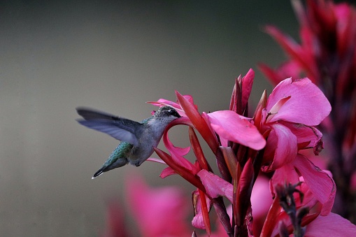 A hummingbird collecting nectar from flower