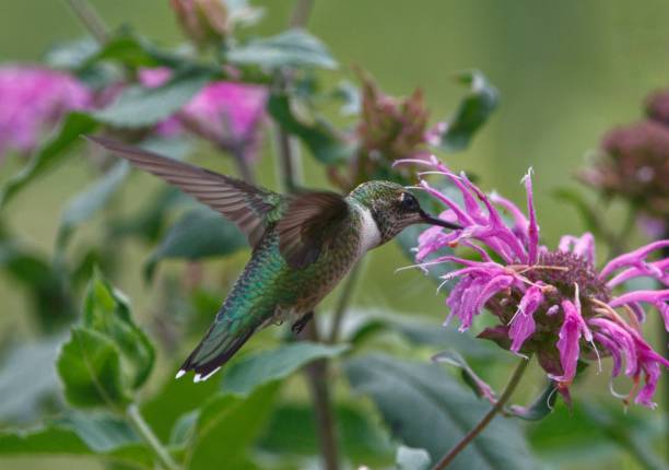 istock Hummingbird collecting nectar from flower 1488759509