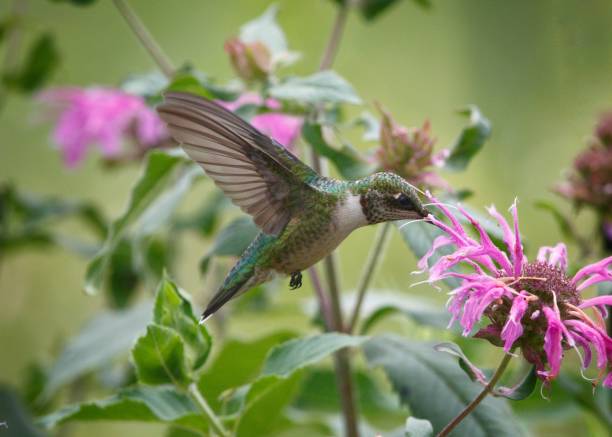 istock Hummingbird collecting nectar from flower 1488759510