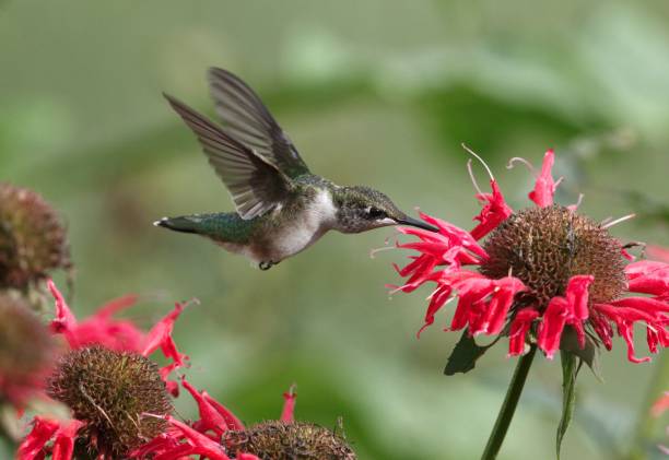 istock Hummingbird collecting nectar from flower 1488759518