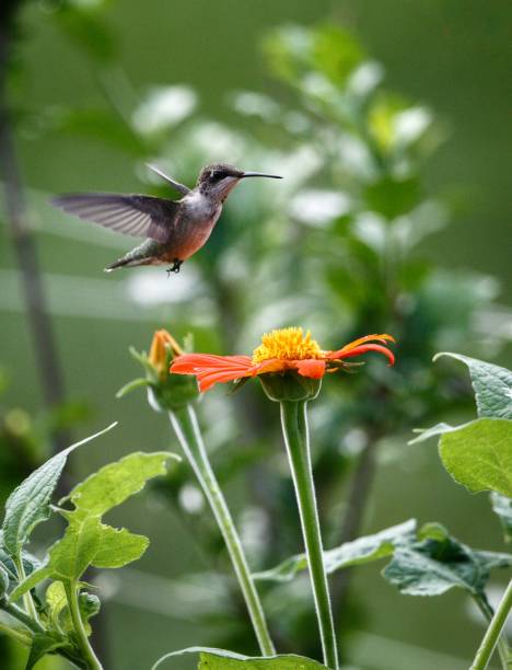 istock Hummingbird flying towards a flower 1488759524