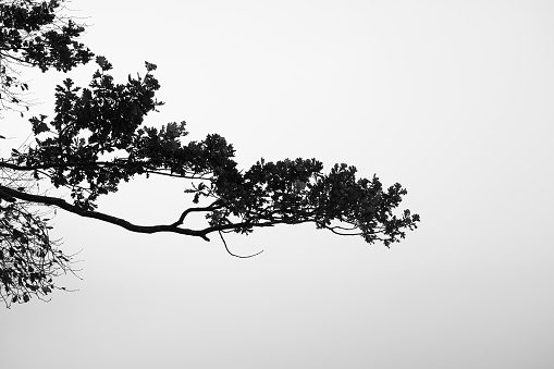 Autumn landscape in black and white. Nature with fog in the morning.