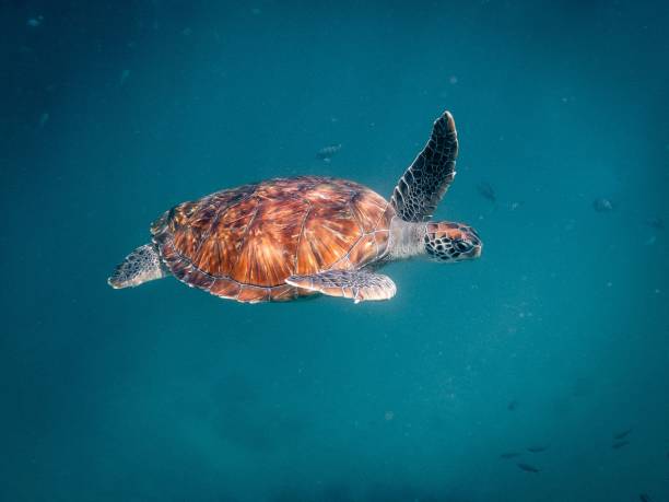 istock Sea turtle swimming in crystal clear water 1488763802