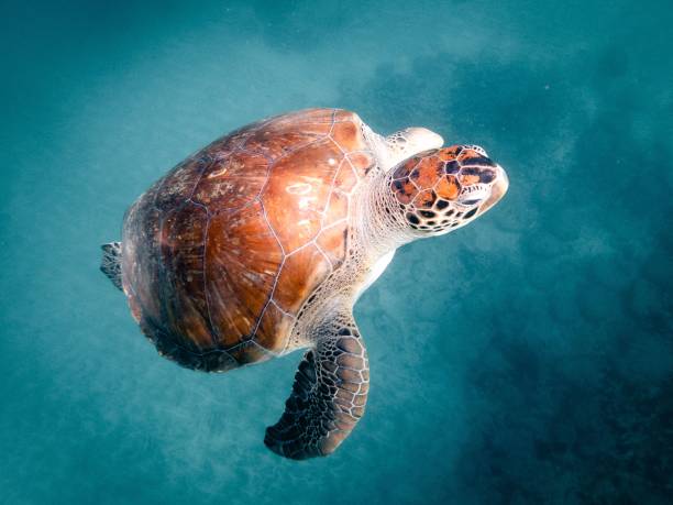 istock Sea turtle swimming in crystal clear water 1488763812
