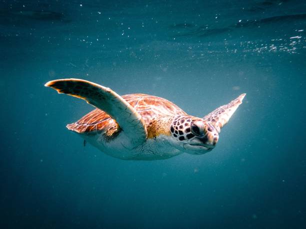 istock Sea turtle swimming in crystal clear water 1488763820