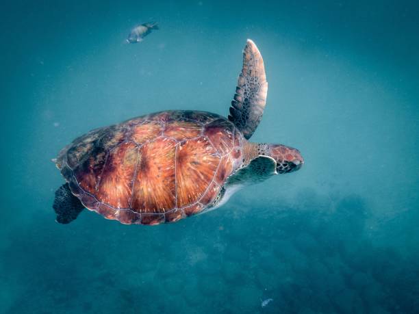 istock Sea turtle swimming in crystal clear water 1488763824