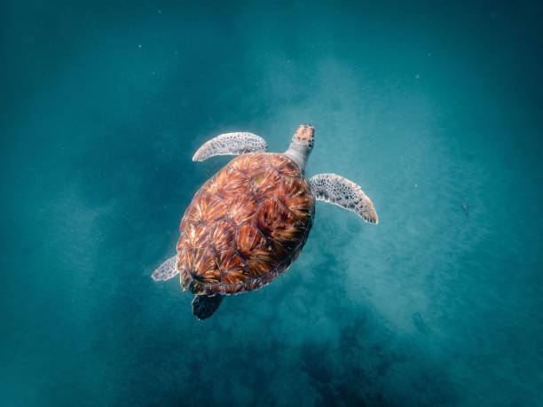 istock Sea turtle swimming in crystal clear water 1488763829