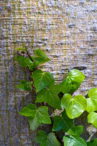 Green leaves on a tree trunk in a tropical garden. Background of bright leaves on a tree trunk in the garden of Spain