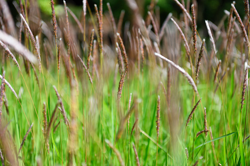 Close up of reeds