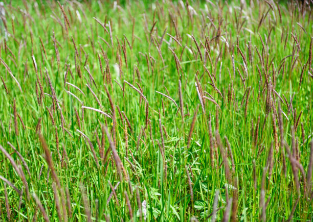 istock Cogon grass blowing in the wind 1488766647