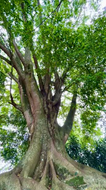 istock Banyan Tree in the morning sunlight 1488766851