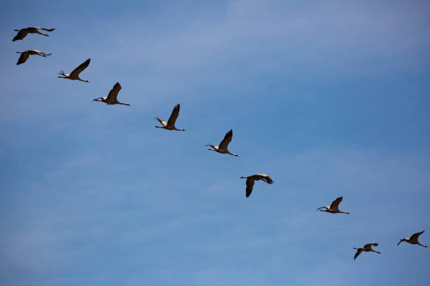 istock Large flock of cranes flying in sky 1488767251