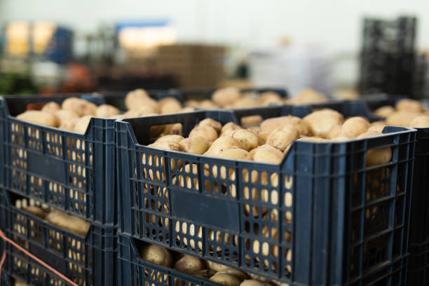 Fresh selected potatoes in crates stacked in vegetable warehouse