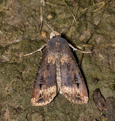 Black Cutworm Moth (Agrotis ipsilon) roosting on the ground, dorsal view. Destructive pest species to the agriculture industry worldwide.