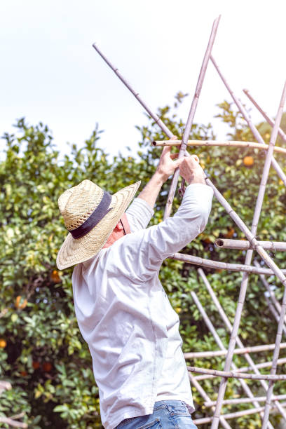 istock Farmer building a structure on the farm to grow tomatoes. Selective focus. 1488769701