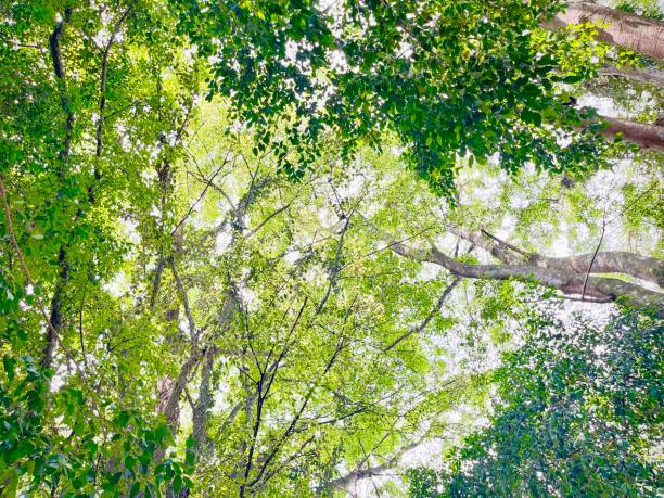 istock Banyan Tree in the morning sunlight 1488772648