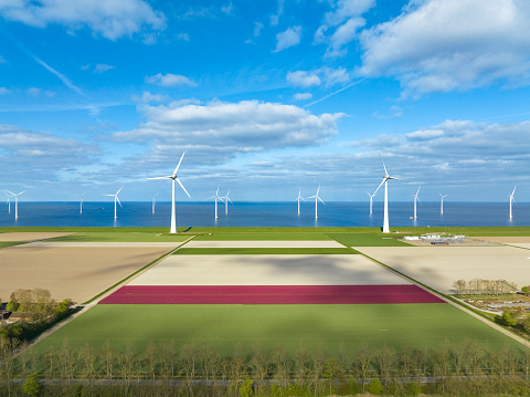 Tulips growing in agricultural fields with rows of wind turbines on the IJsselmeer shore in the background in the Noordoostpolder in Flevoland, The Netherlands, during springtime seen from above. The Noordoostpolder is a polder in the former Zuiderzee designed initially to create more land for farming.