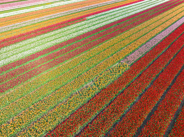 Tulips growing in agricultural fields in the Noordoostpolder in Flevoland, The Netherlands, during springtime seen from above. The Noordoostpolder is a polder in the former Zuiderzee designed initially to create more land for farming.