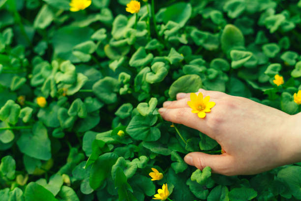 istock Young woman's hand touching and picking yellow flower on a meadow in springtime outdoors in nature 1488775317