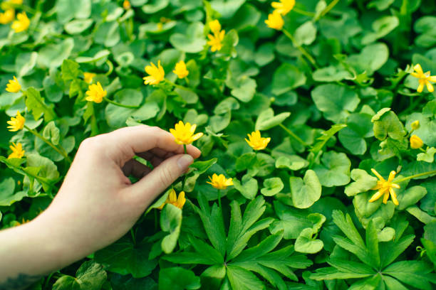 istock Young woman's hand touching and picking yellow flower on a meadow in springtime outdoors in nature 1488775456