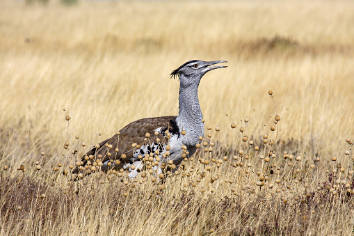 A Giant Bustard in the Savannah of Namibia
