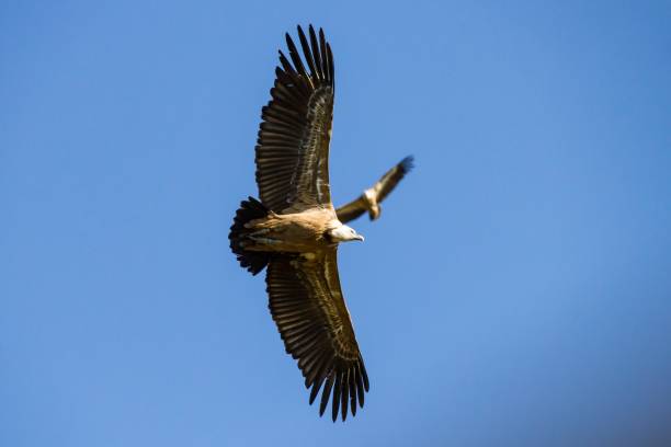 istock Two Griffon Vultures flying at different heights with blue sky 1488776367