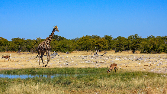 Giraffe in the Etosha Park in Namibia