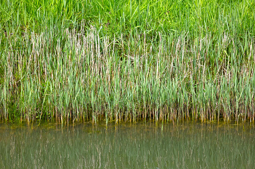 Reeds growing in a lake - Summer mood