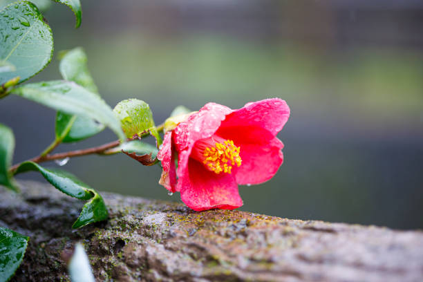 春の雨に濡れた椿の花