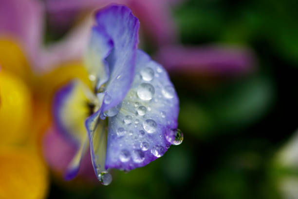 Viola Cornuta, Horned Violet in a bed. Close-up with raindrops.