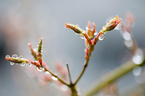Plants that grow and shine in the spring rain
