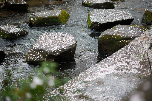 Plants that grow and shine in the spring rain