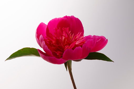 softly blooming peony flower