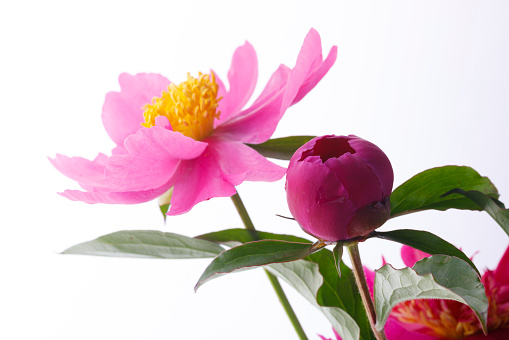 Pink flower on a white background.