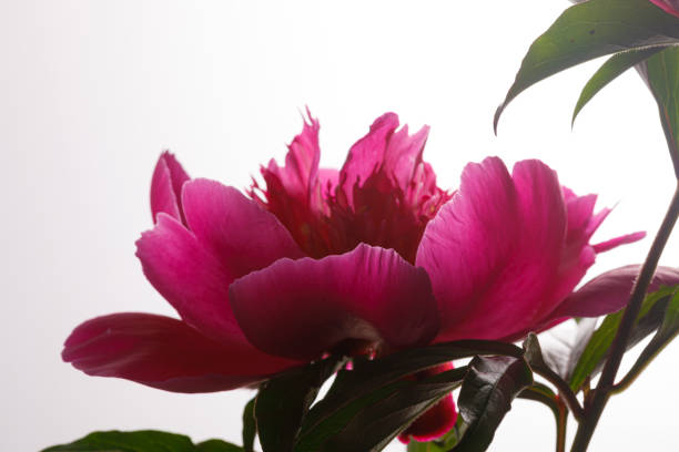 softly blooming peony flower