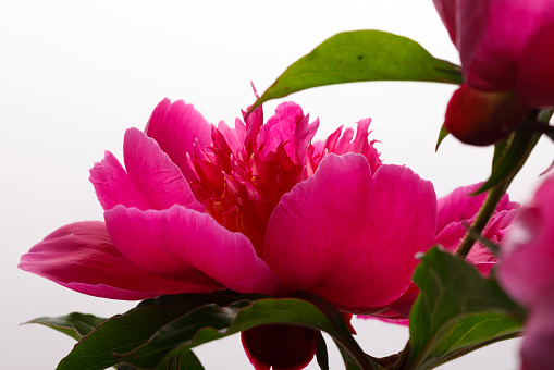 softly blooming peony flower