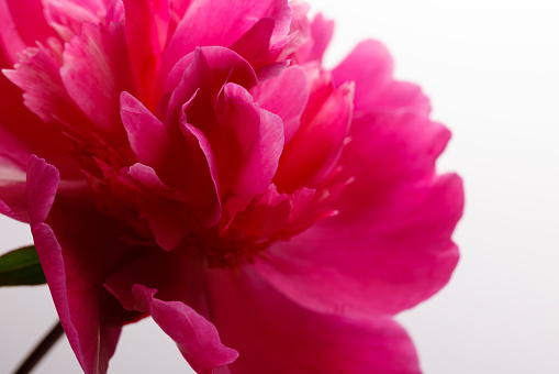 softly blooming peony flower